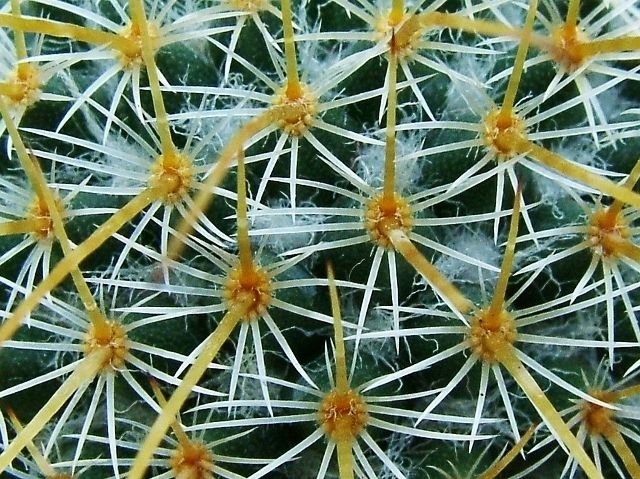 Mammillaria _dixanthocentron _04